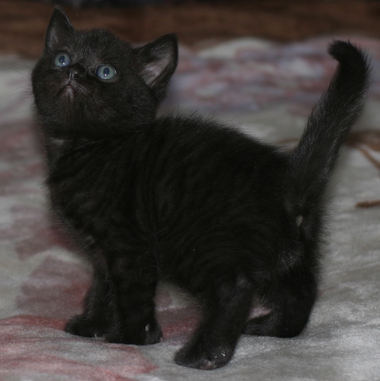 Черный шотландский кот (31 фото)