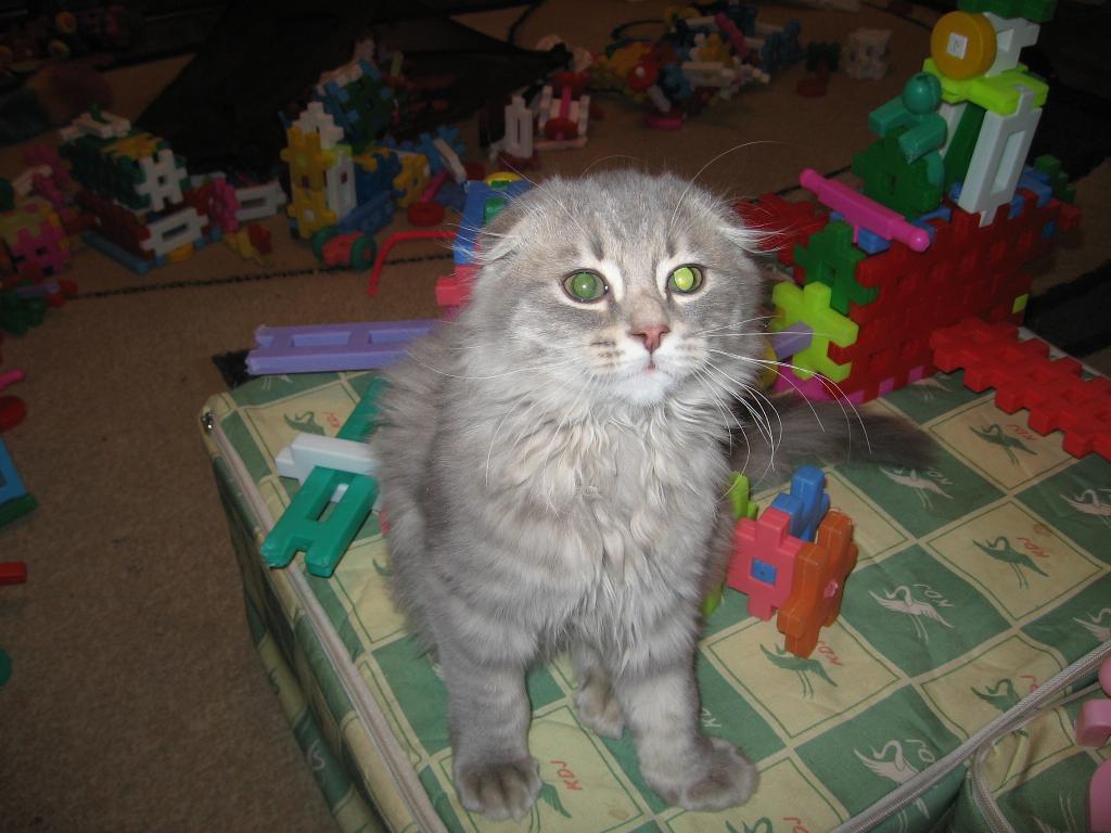 Тимка. Тимка