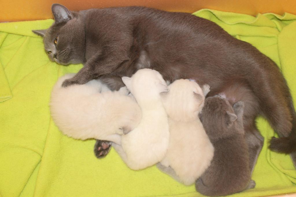 Мама с котятами. 