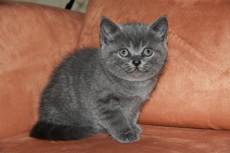 Мраморная киса теперь - Симона. Помет № 4 (Нас пятеро)