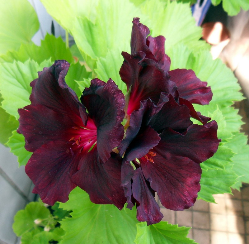 Королевишна Morwenna. Немного моих цветочков