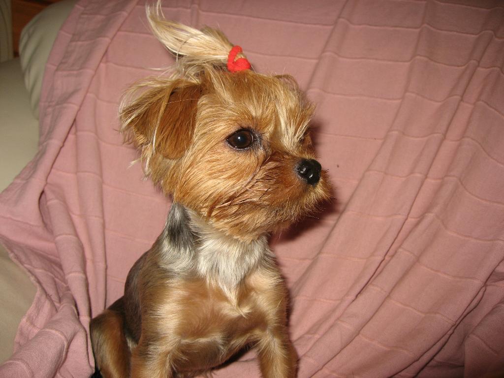 Микроб Фрося