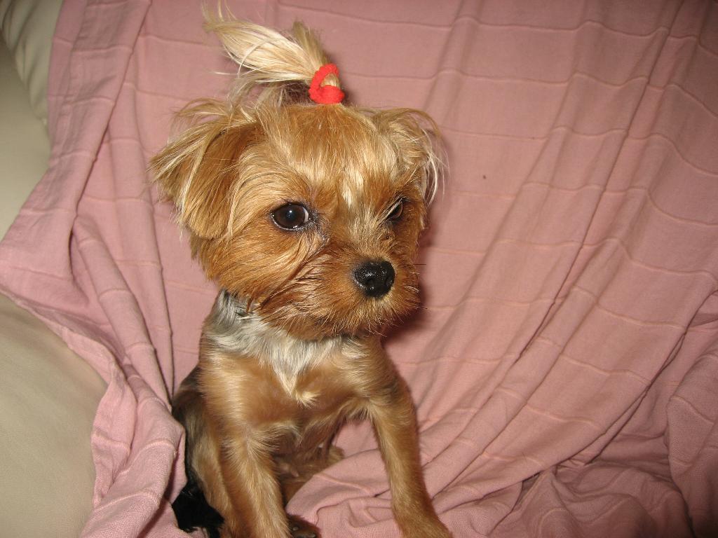 Микроб Фрося