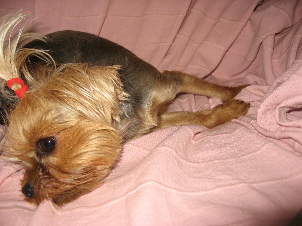 Микроб Фрося