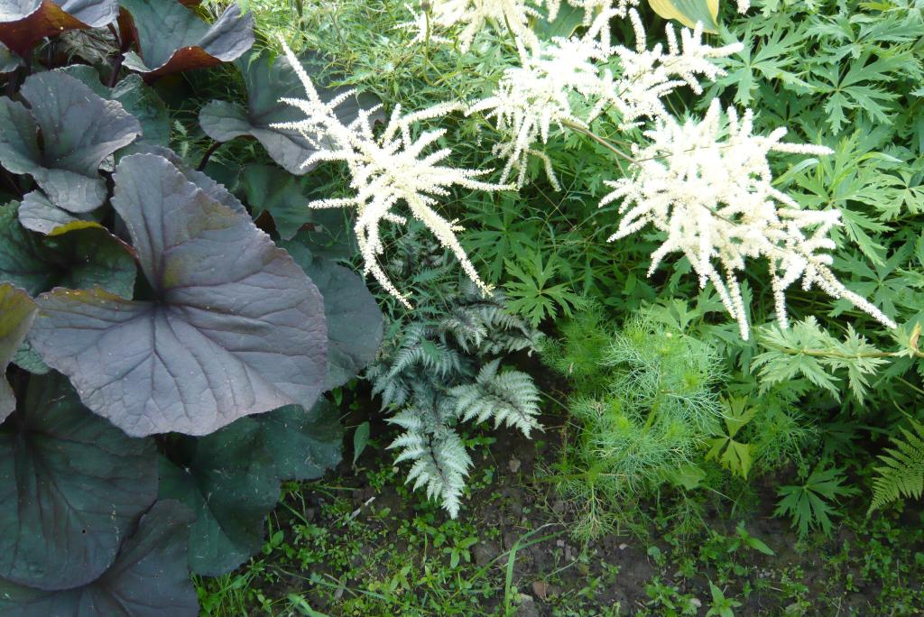 Бузульник+папоротник+волжанка. в деревне