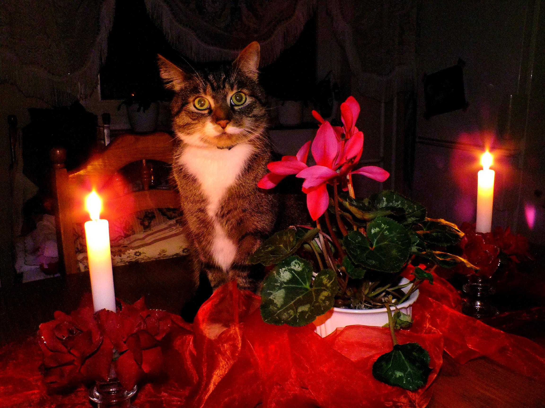 Глупый вечер. Романтичный кот. Романтический ужин с котом. Романтический вечер с котом. Кот вечером.