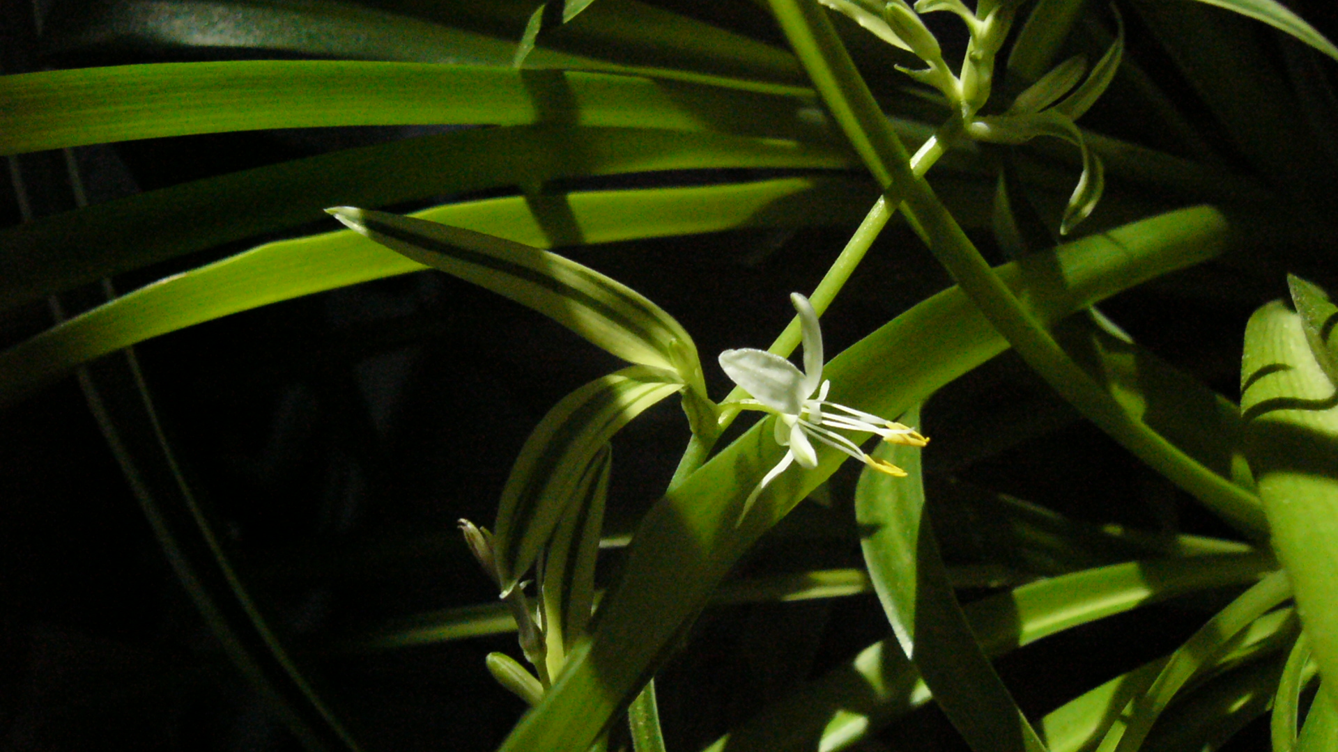 Chlorophytum Starlight