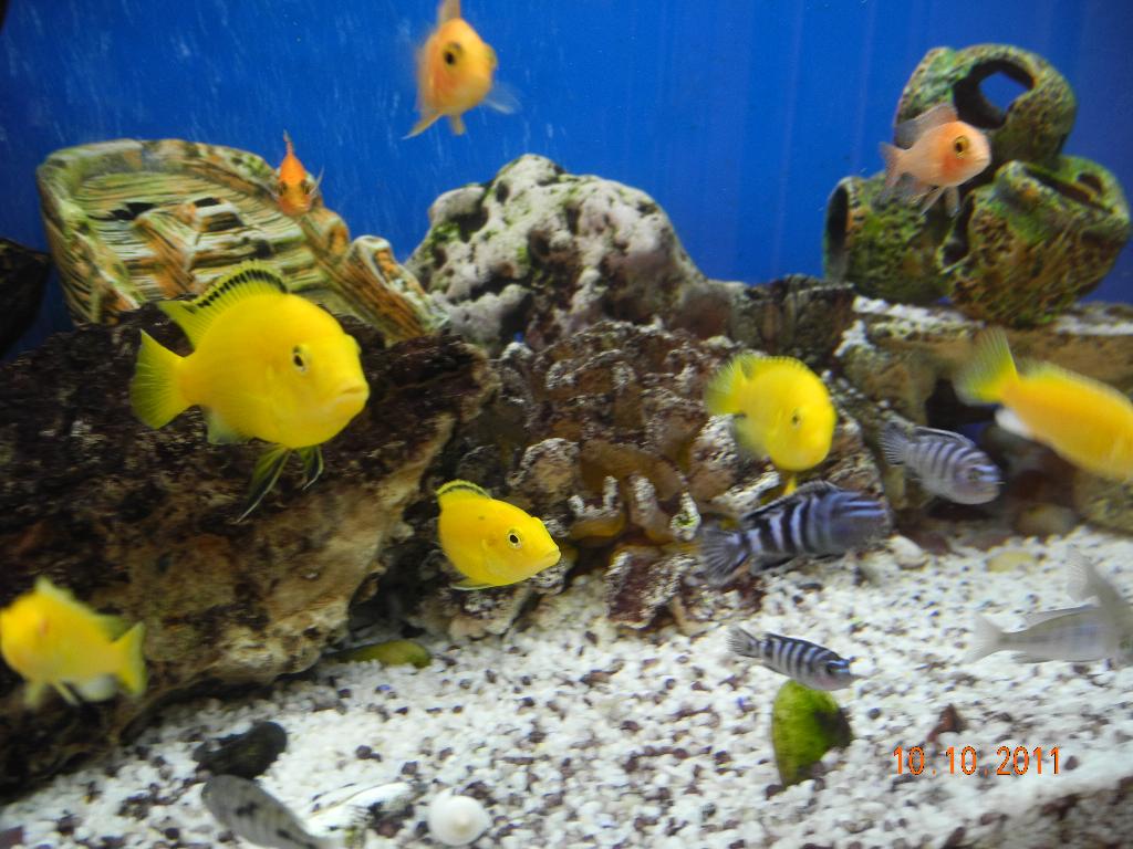 Моя живность