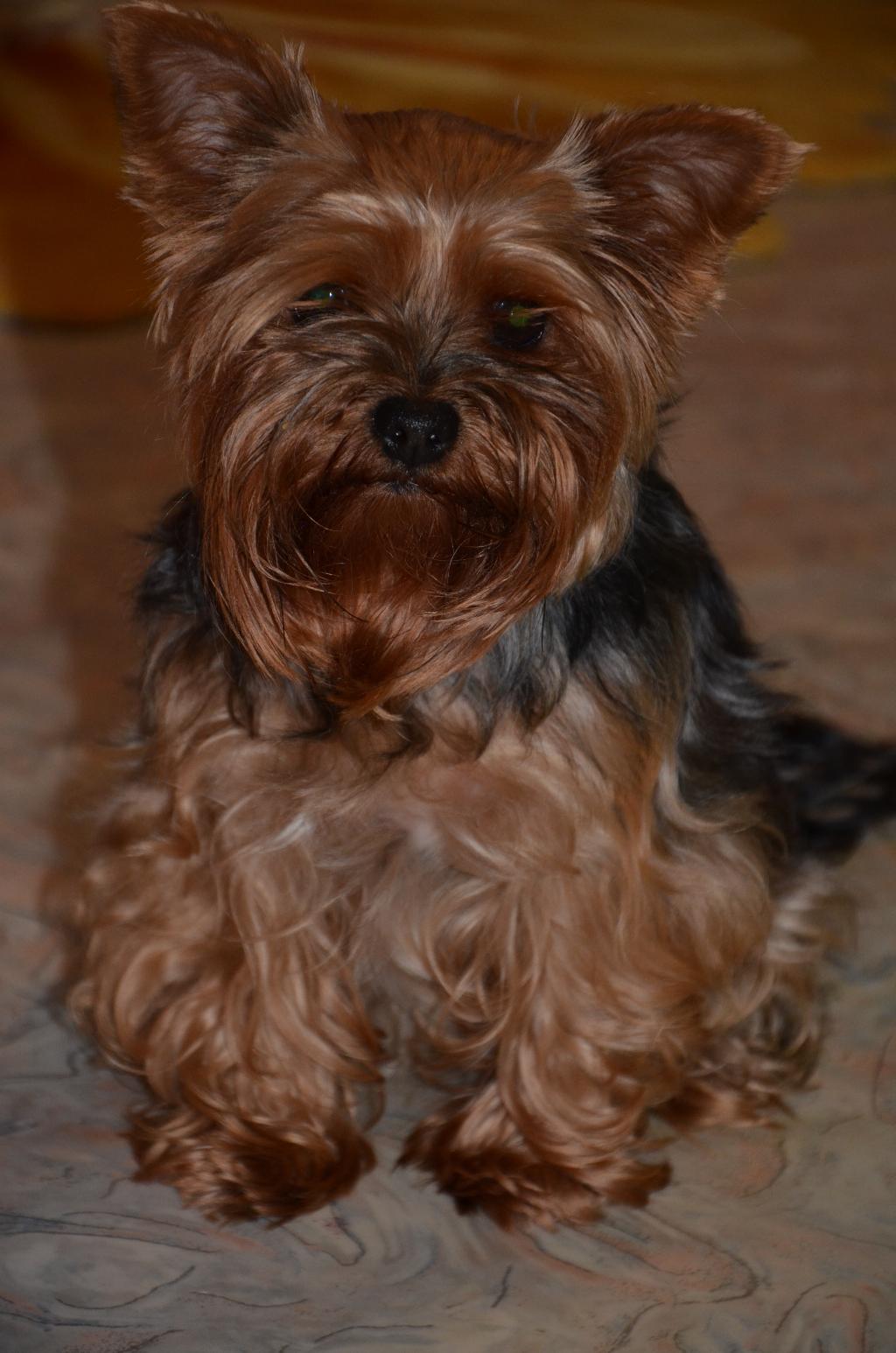 Моя живность