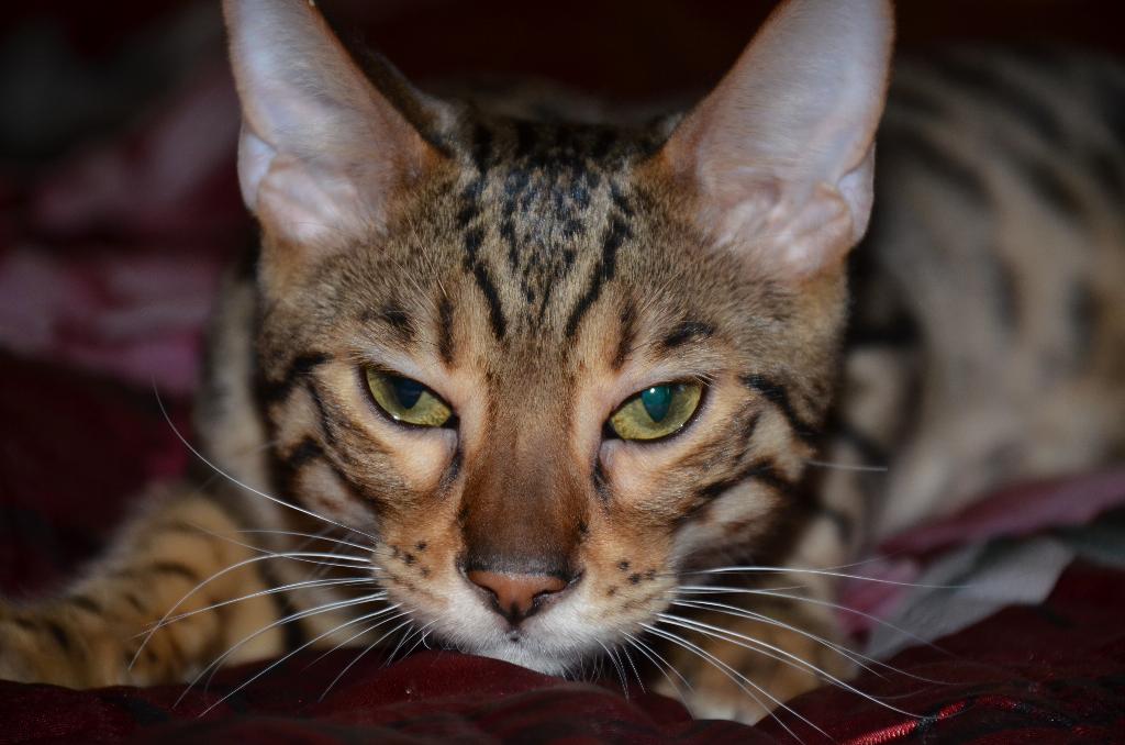 Моя живность