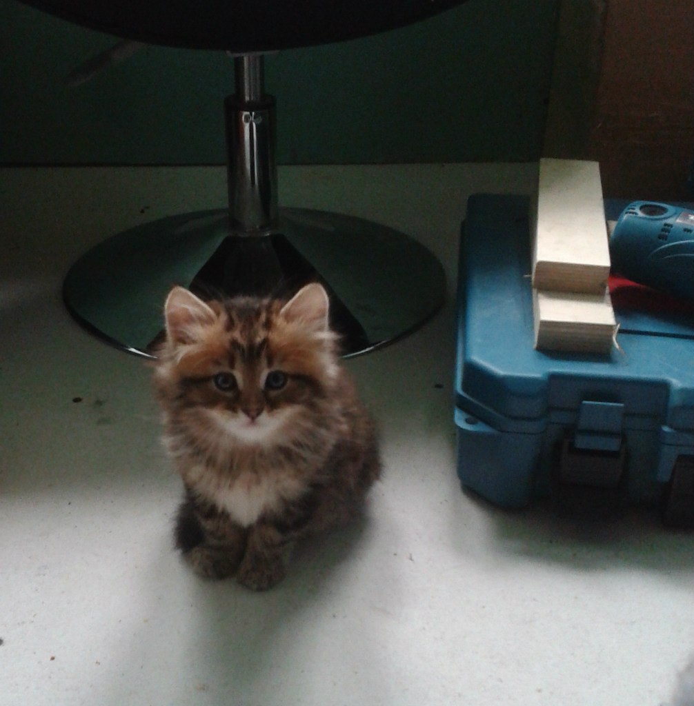 Кузьмич. котейки мои