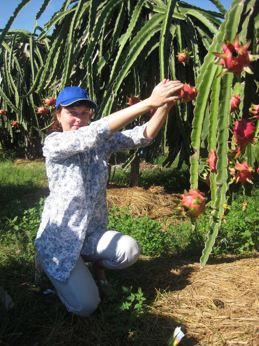 Драконий фрукт - плантация. Коллаж из путешествий