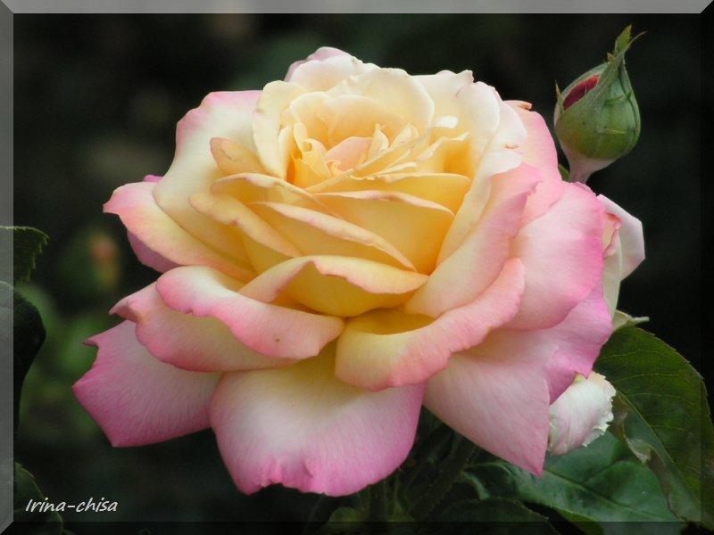 Глория роза фото и описание