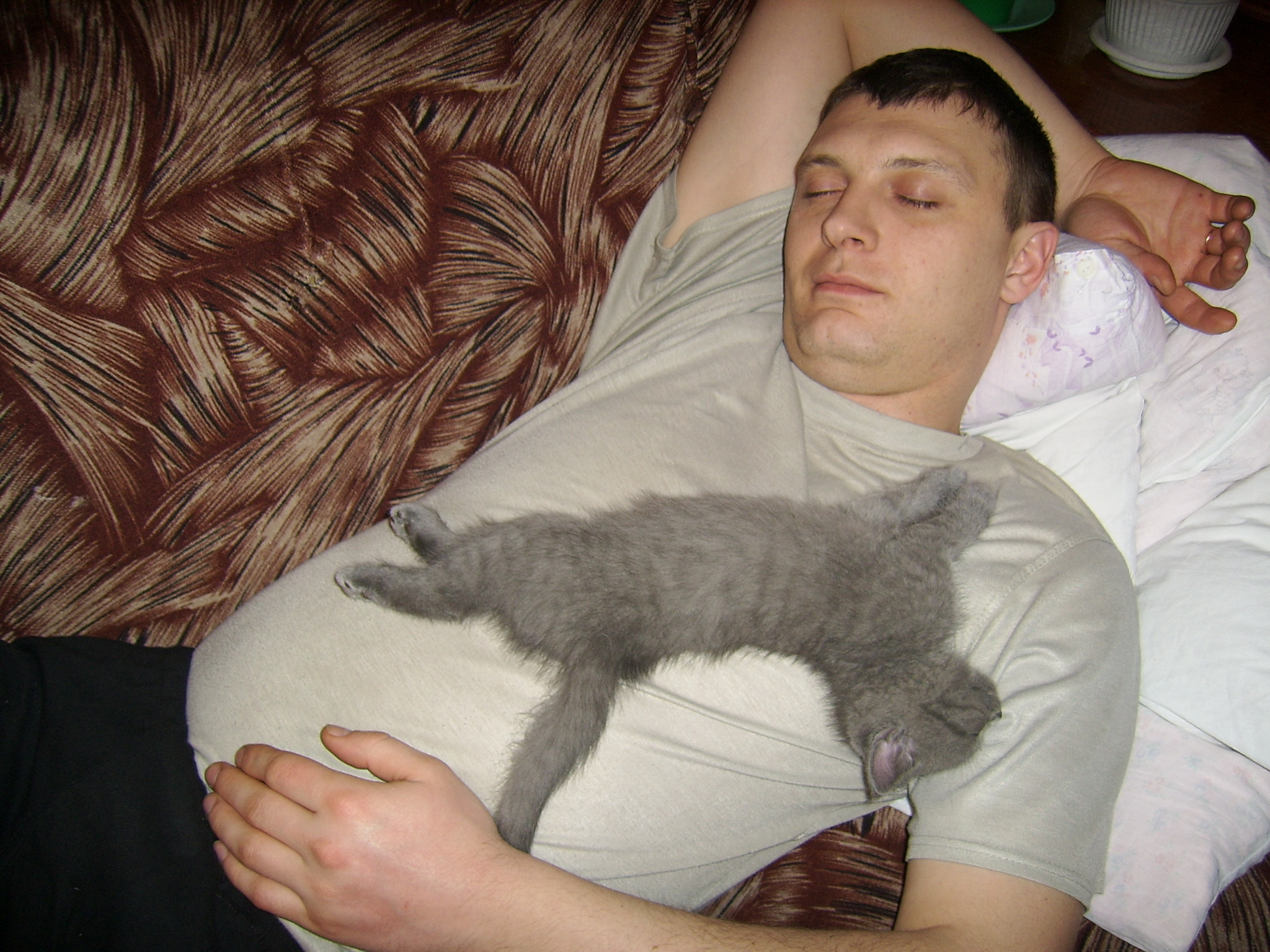 Почему коты постоянно спят. Коты спят с хозяевами.