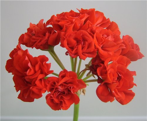 Укорененные черенки пеларгонии Bornholmspelargon. Продам укорененные черенки пелргонии