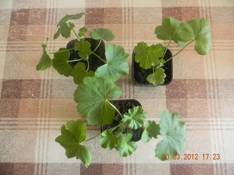 Продам укорененные черенки пелргонии. Продам укорененные черенки пелргонии