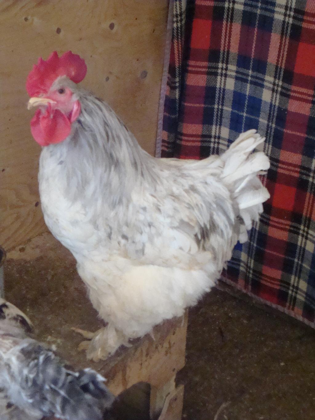 Мои курочки