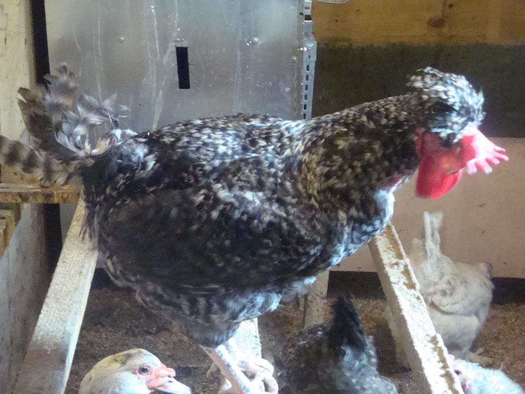 Мои курочки