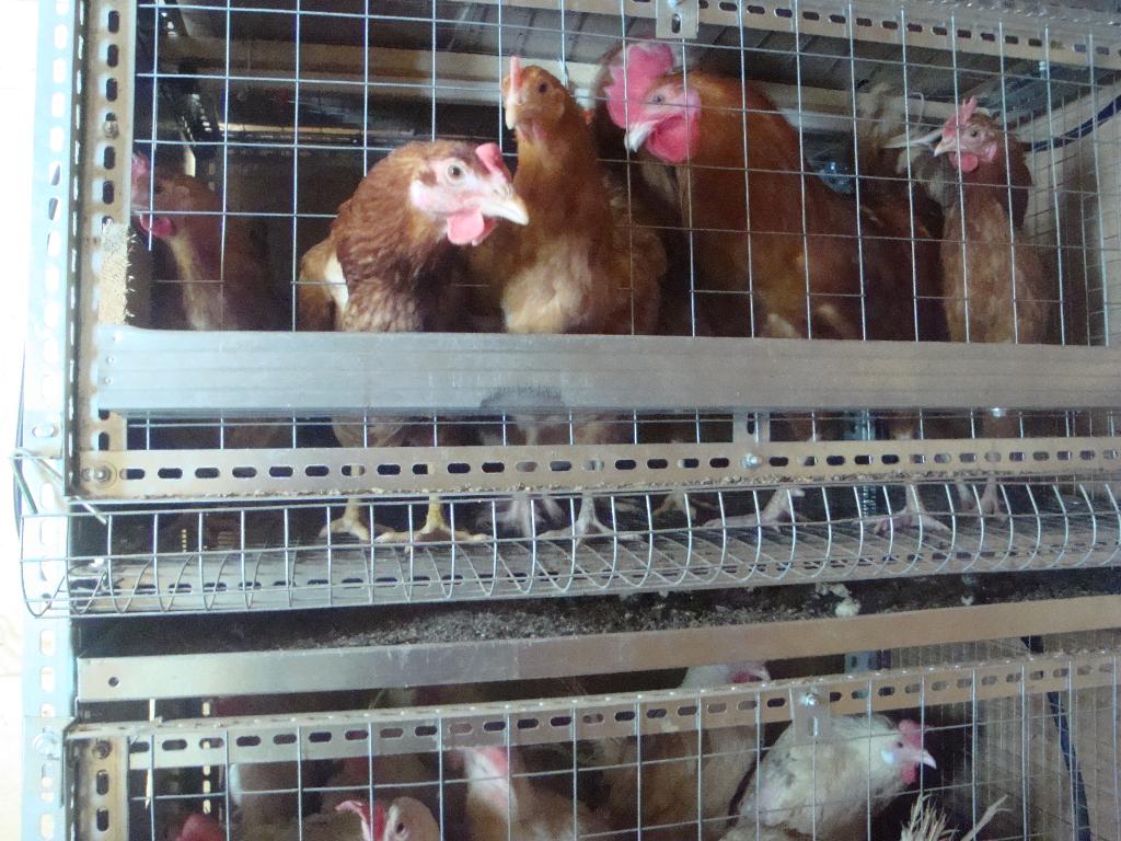 Мои курочки