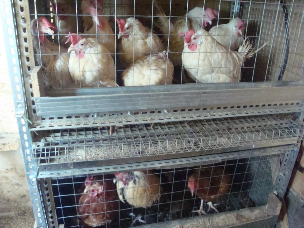 Мои курочки