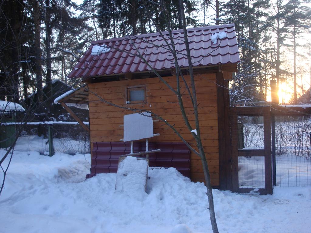 Курятник № 1. Мои курочки