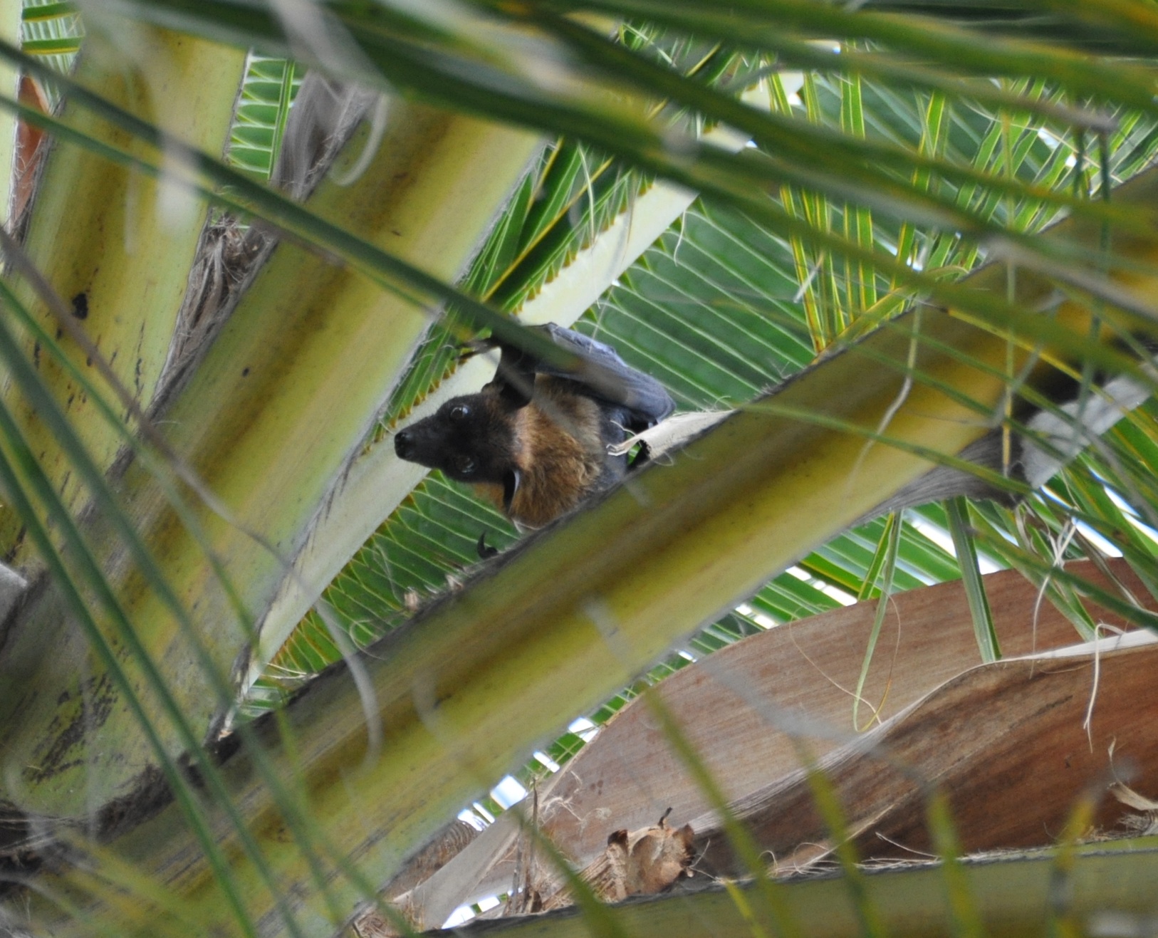 Мальдивы март 2012. 