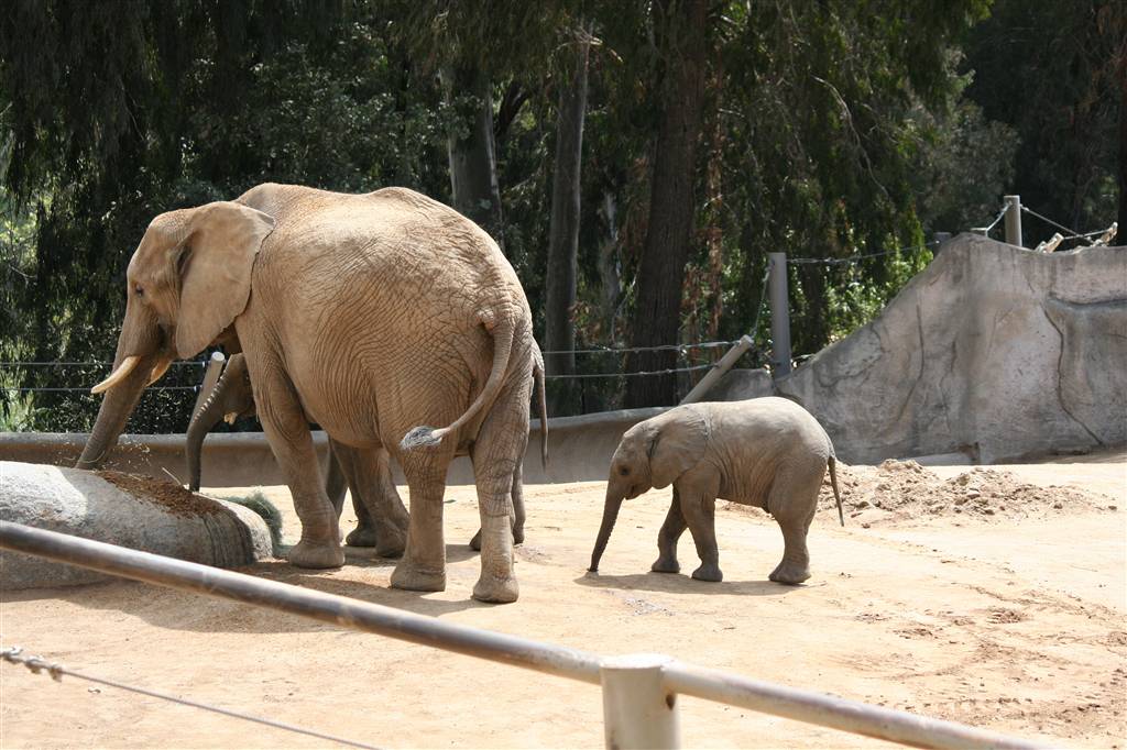 Сафари Парк Сан Диего Калифорния Апрель 2012. Южная Калифорния Моими глазами
