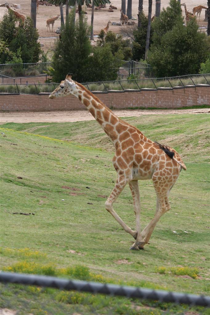 Сафари Парк Сан Диего Калифорния Апрель 2012. Южная Калифорния Моими глазами