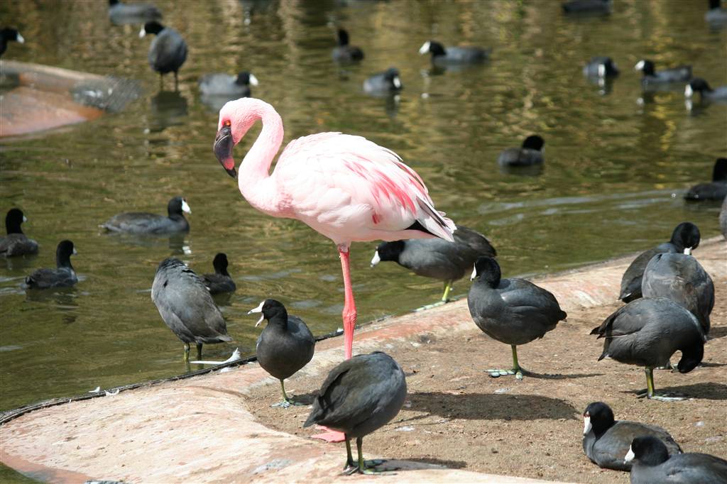 Сафари Парк Сан Диего Калифорния Апрель 2012. Южная Калифорния Моими глазами