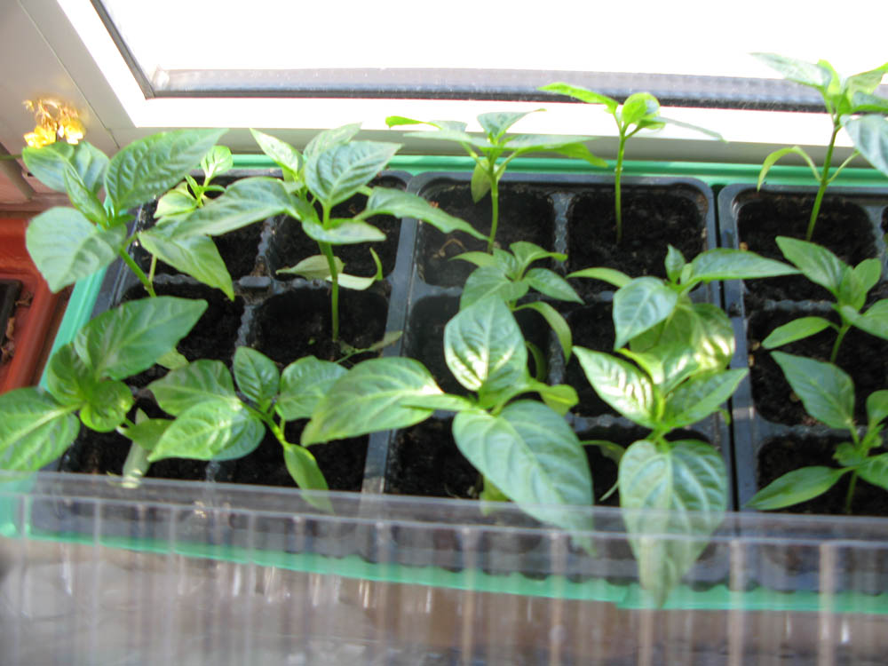 перец красный. Пристрой