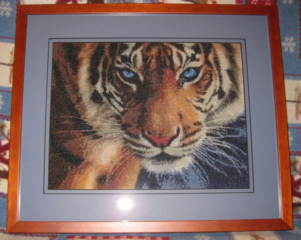 Голубоглазый тигр. 