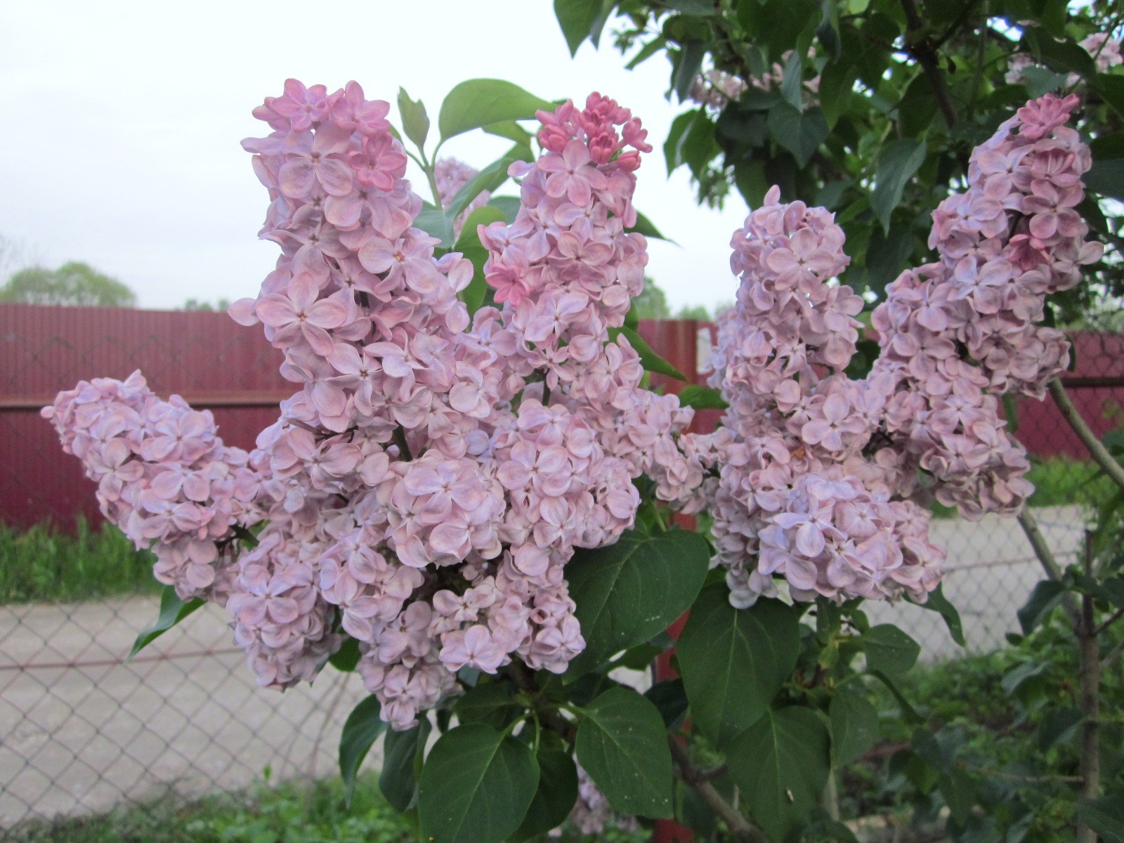 ������ �������� �������� ����