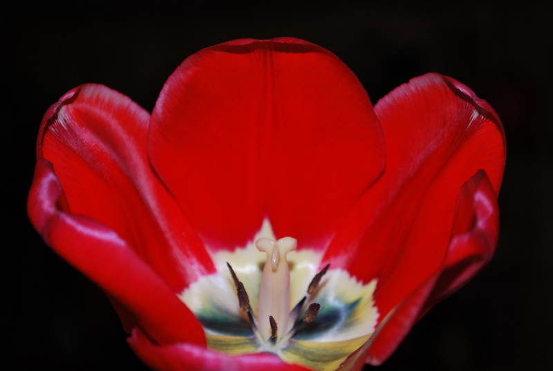 Как красиво процветает Тюльпан  . 