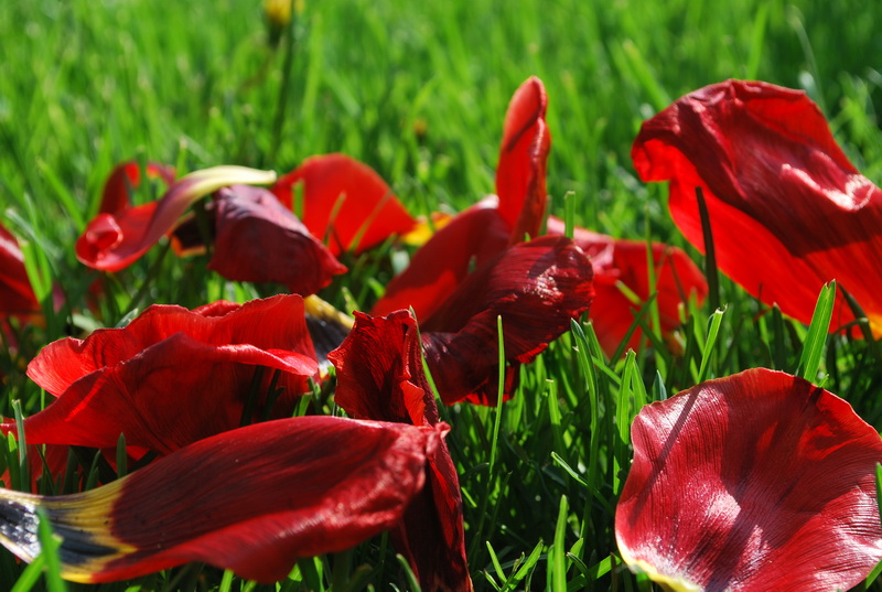 Уже зеленая трава. 