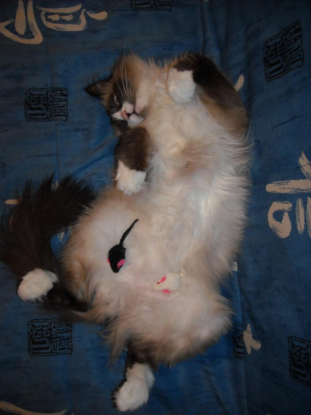 Наша кошка Соня. Фотоконкурсы