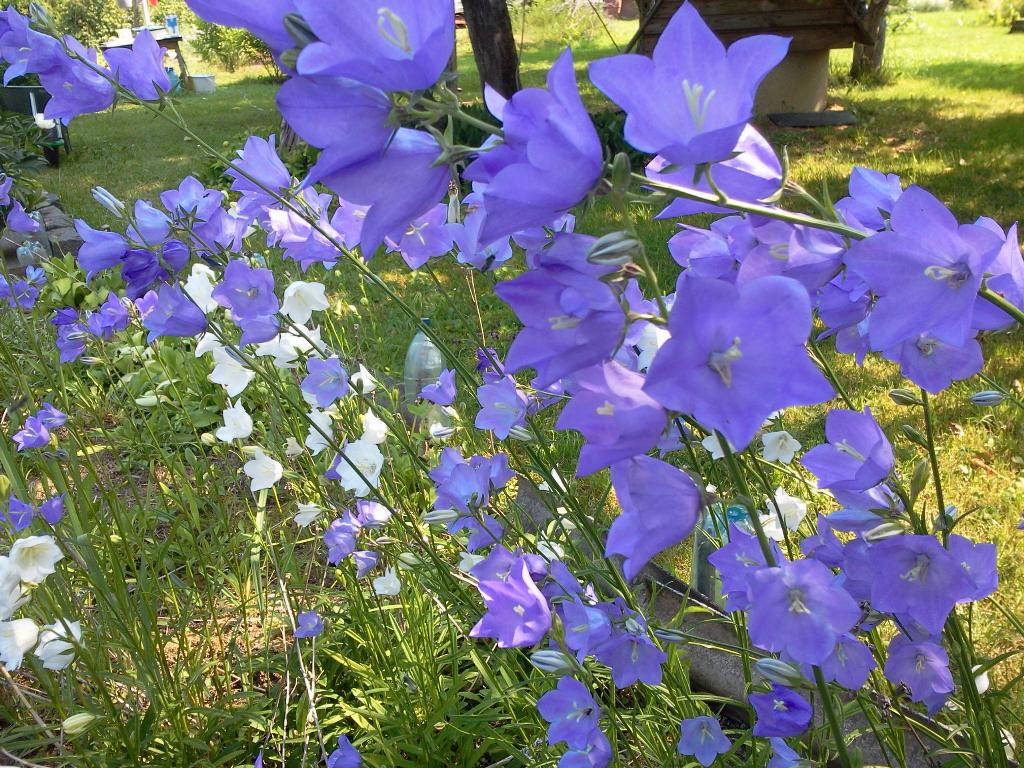 Колокольчик цветок многолетний садовый виды фото и названия