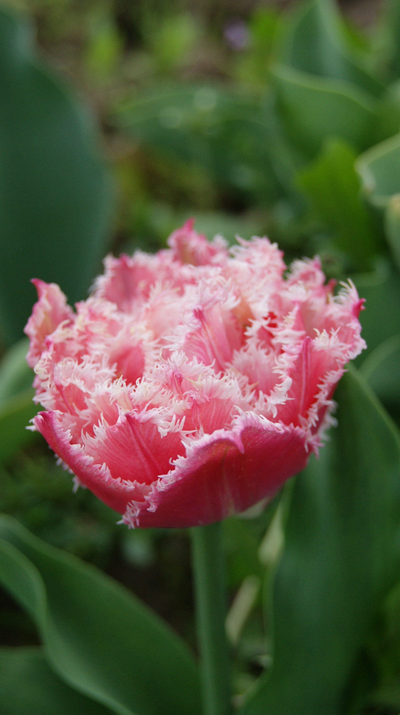 Сорт QUEENSLAND. Дача