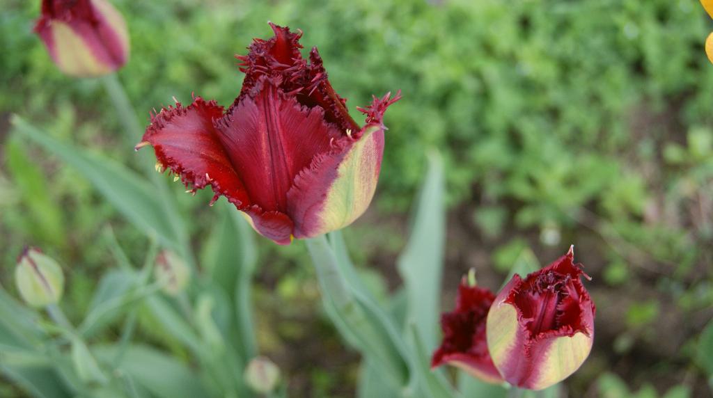 BLACK JEWEL. Дача