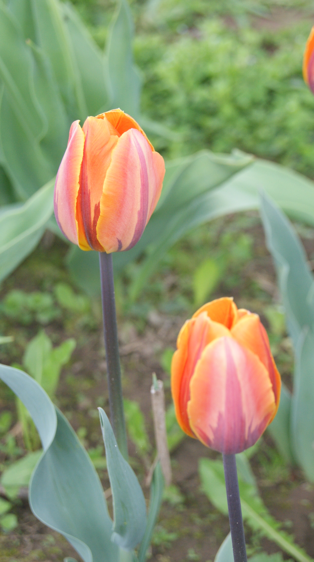 Тюльпан PRINSES IRENE. Дача