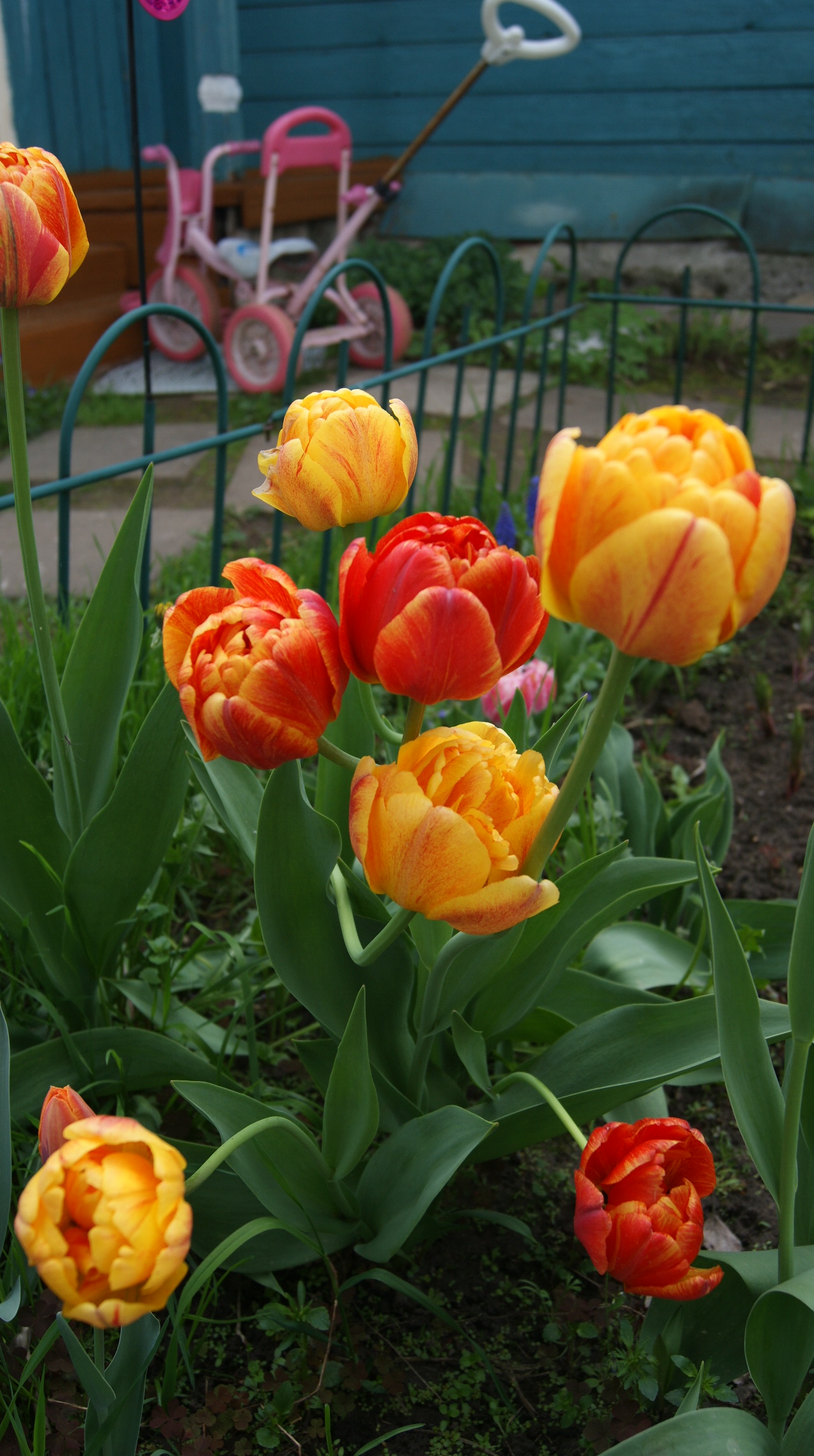 Sunlover, меняющий цвет при распускании . Дача