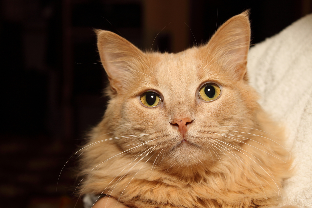 Тимофей. котейки мои