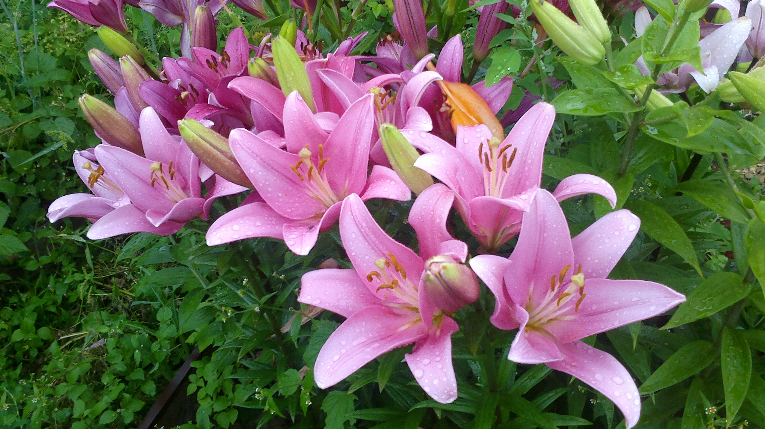 Цветение лилий 2012