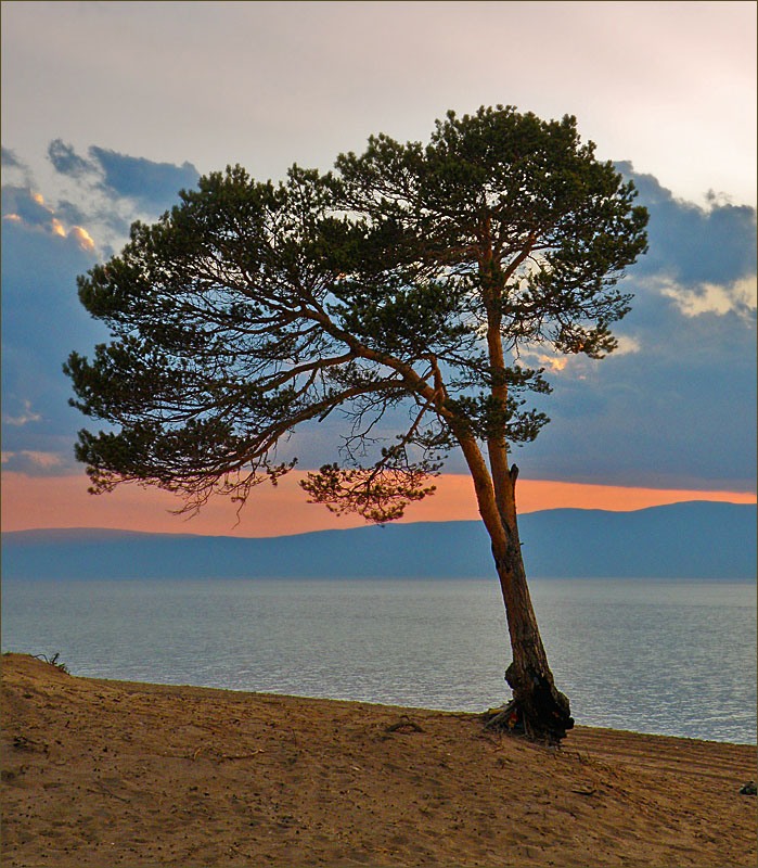 Кедр на байкале фото