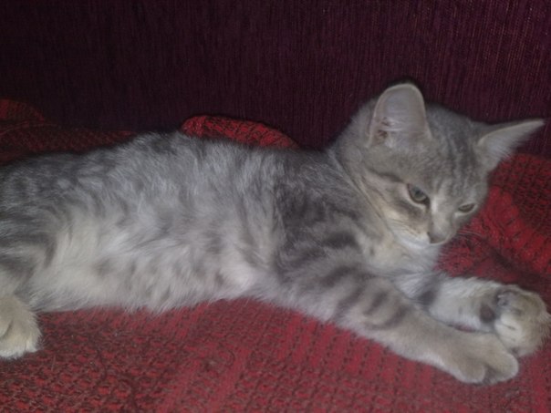 котёнок ищет хозяина. 