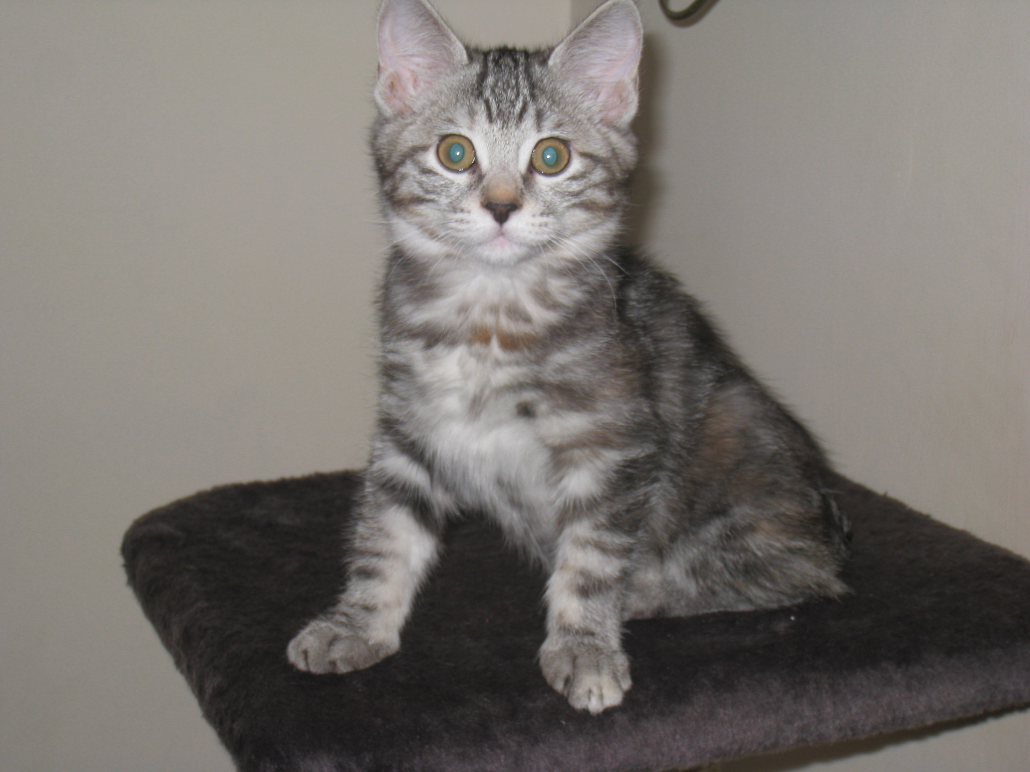 Королевишна красоты. Принцесса Фиона Стилькэт - Масяндра