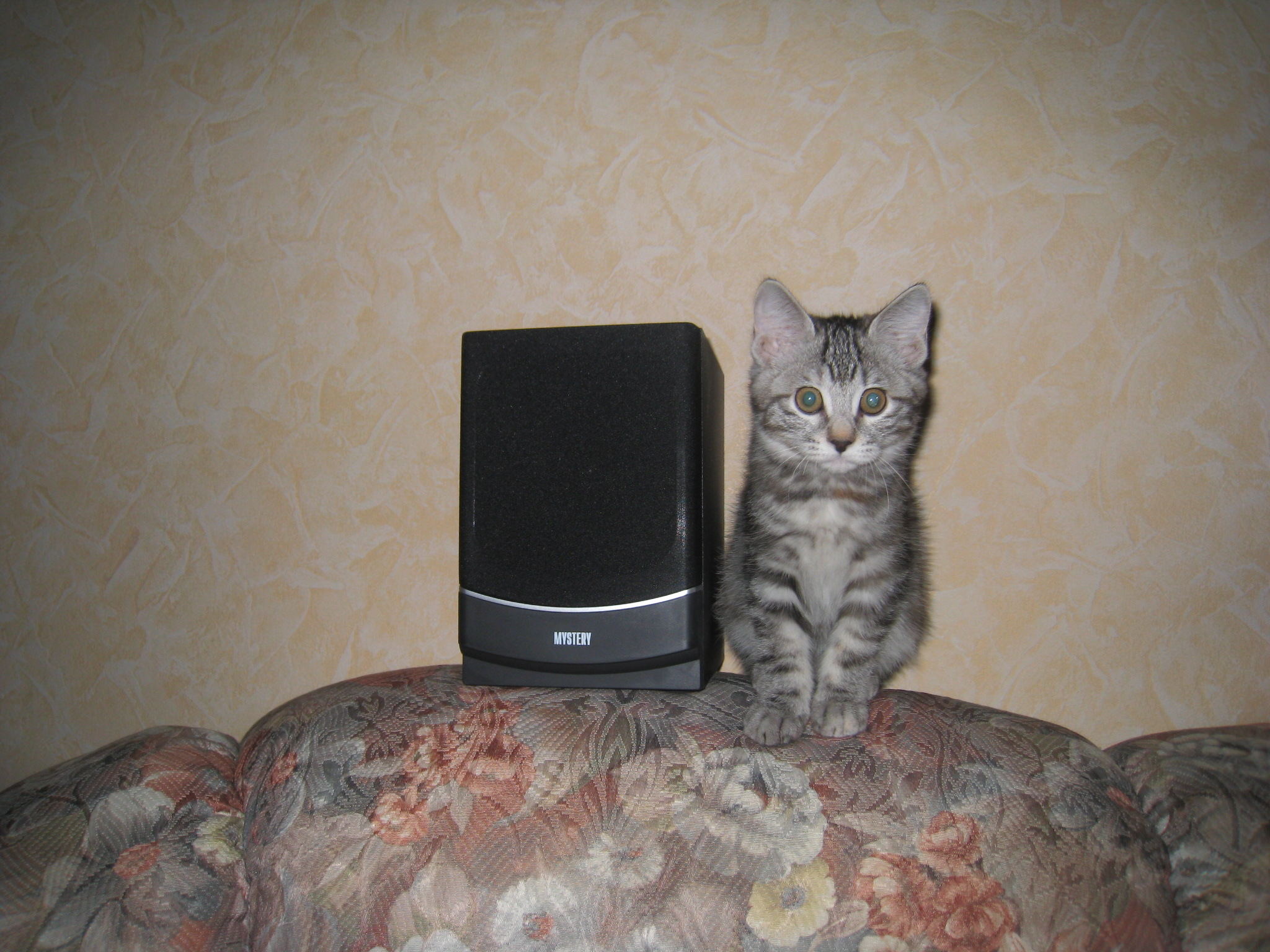 Мала да удала. Принцесса Фиона Стилькэт - Масяндра