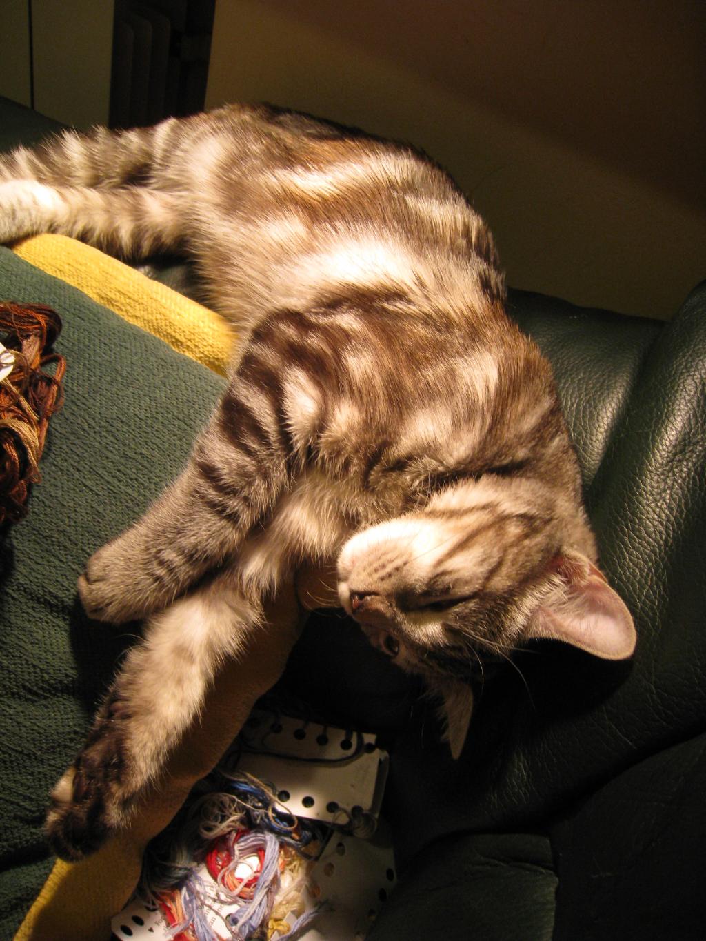 Устала.... Принцесса Фиона Стилькэт - Масяндра