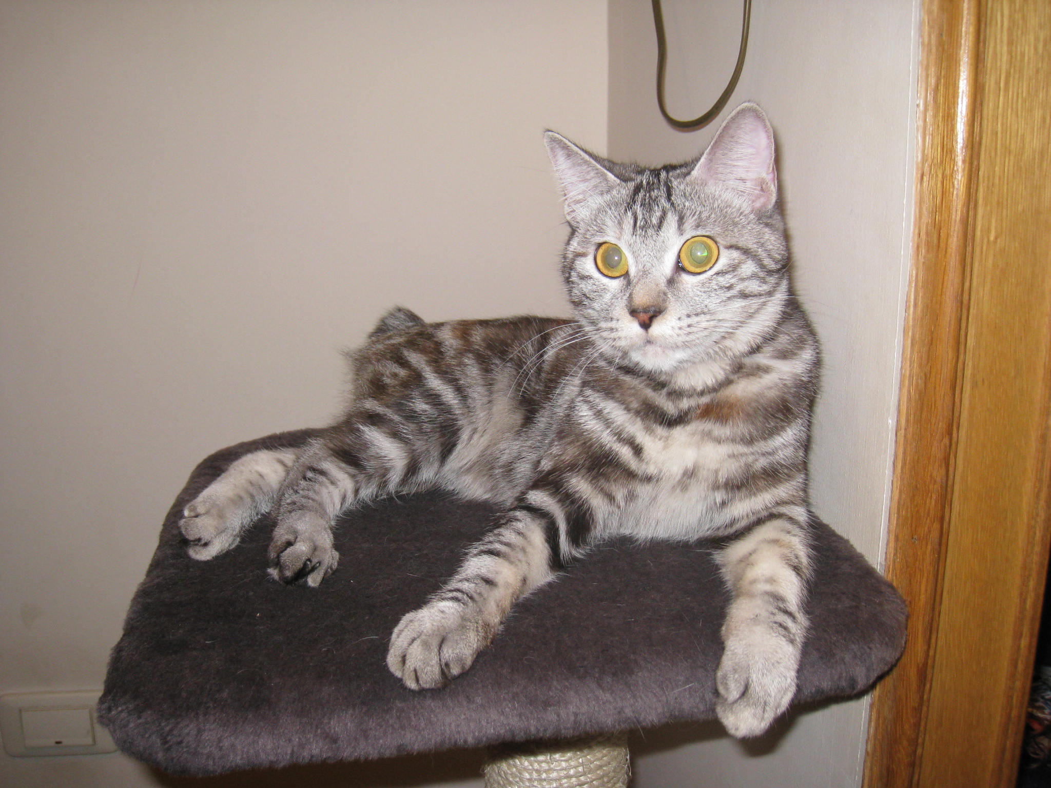 Королевна красоты. Принцесса Фиона Стилькэт - Масяндра