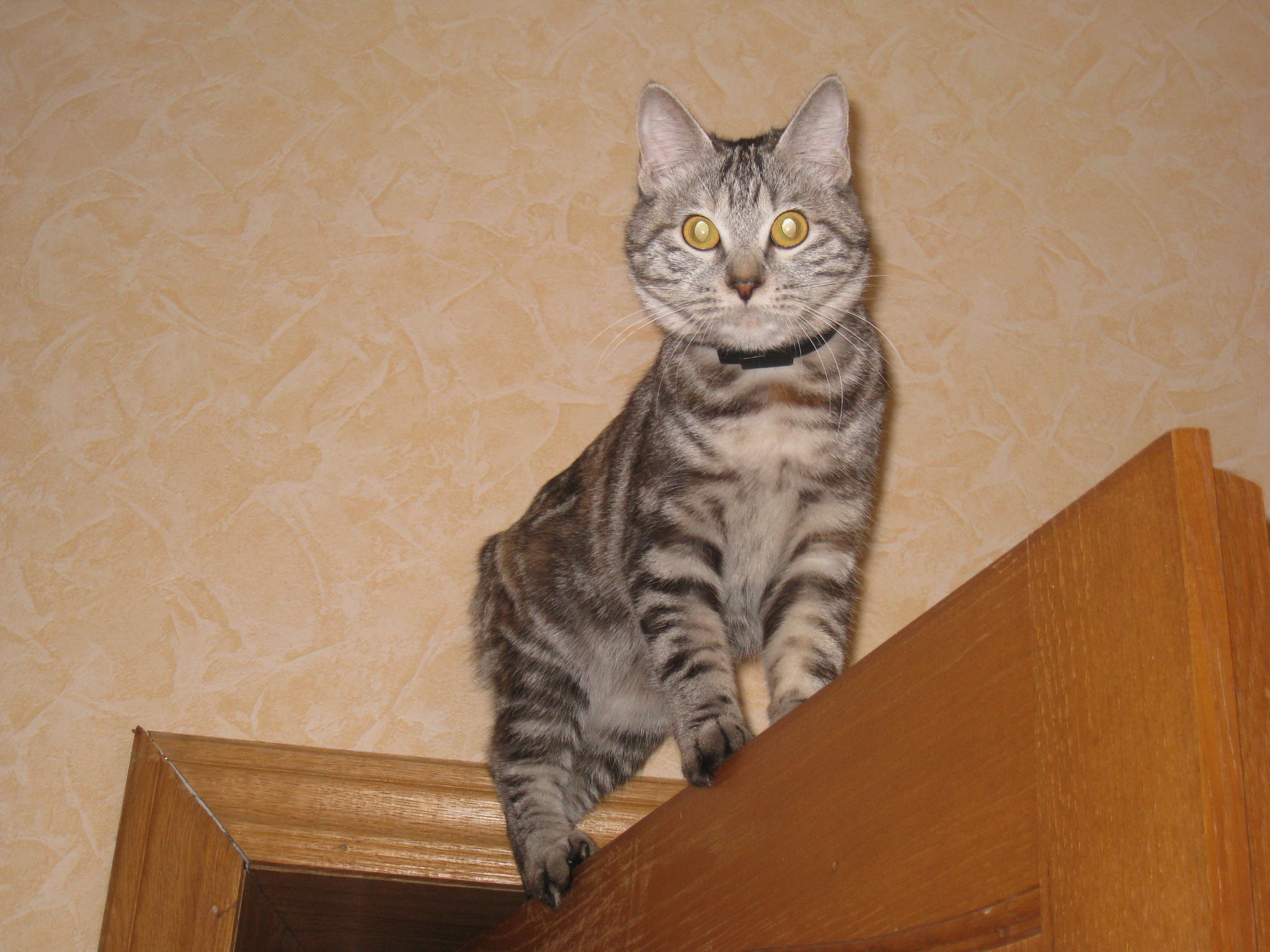 Мне сверху видно всё! Ты так и знай!!!. Принцесса Фиона Стилькэт - Масяндра