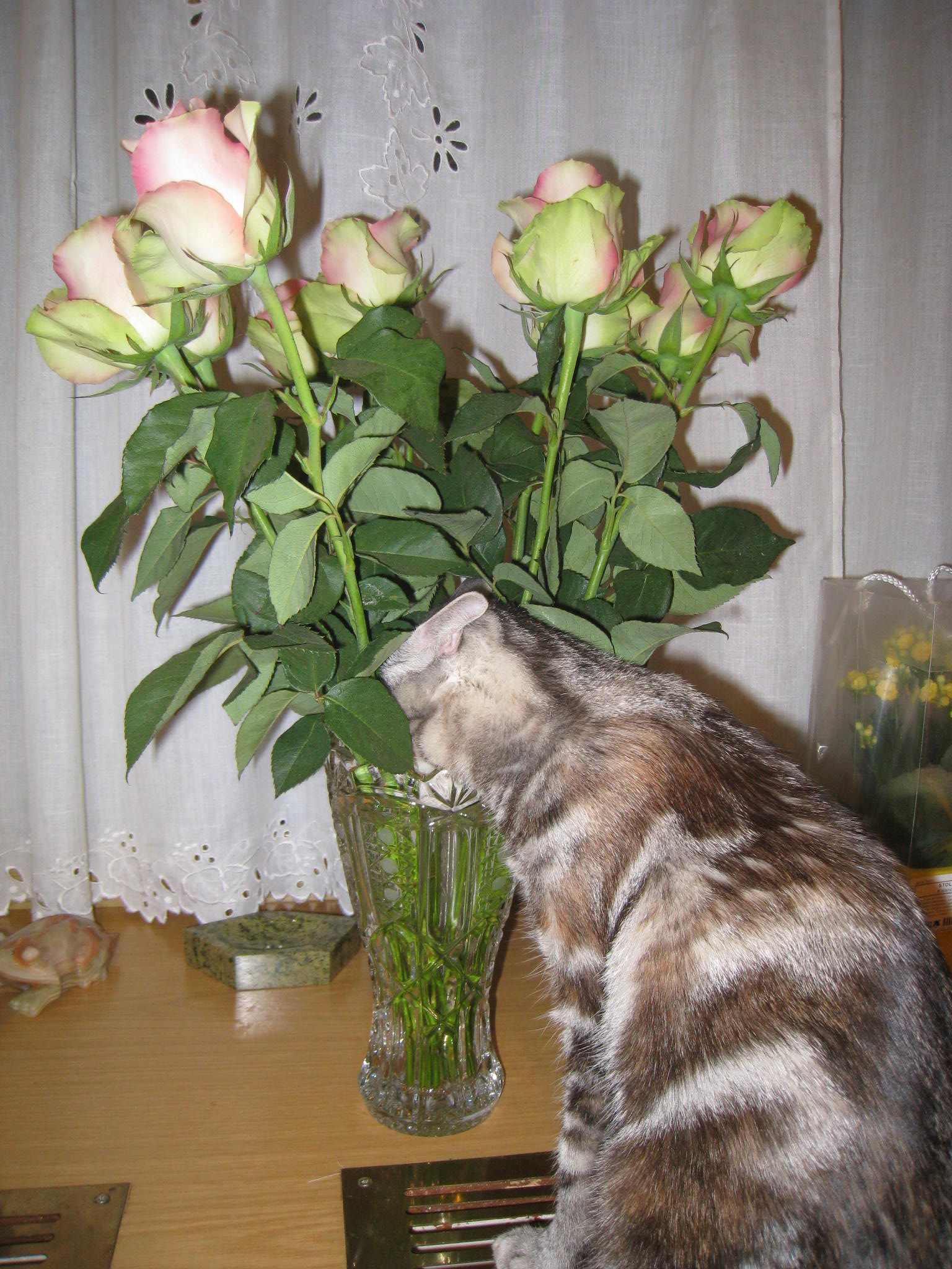 Мася в цветах. Принцесса Фиона Стилькэт - Масяндра